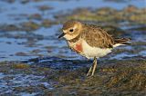 Double-banded Plover